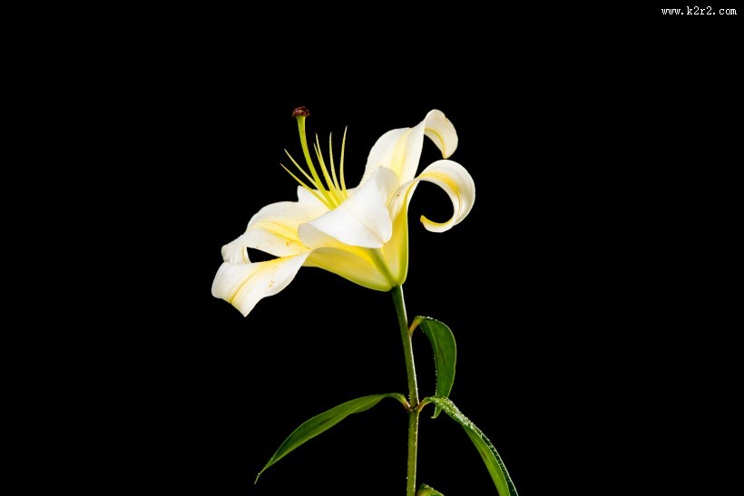 黑色背景的百合花图片大全