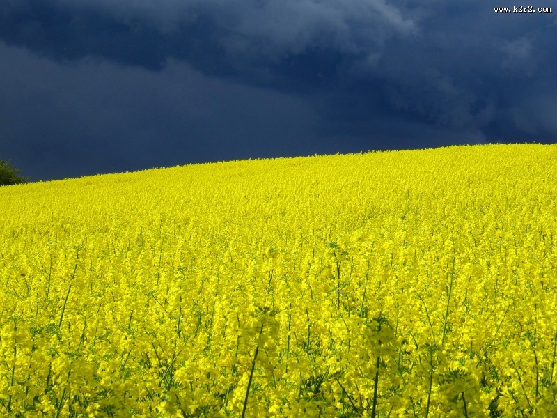一片金黄色的油菜花田图片
