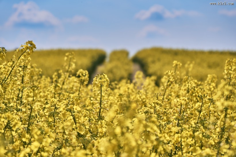 一片金黄色的油菜花田图片