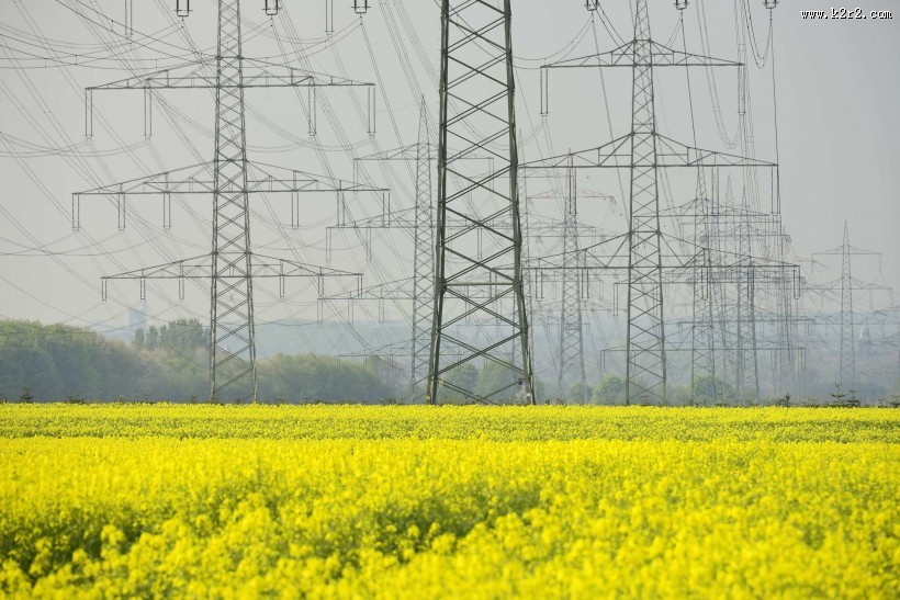 一片金黄色的油菜花田图片