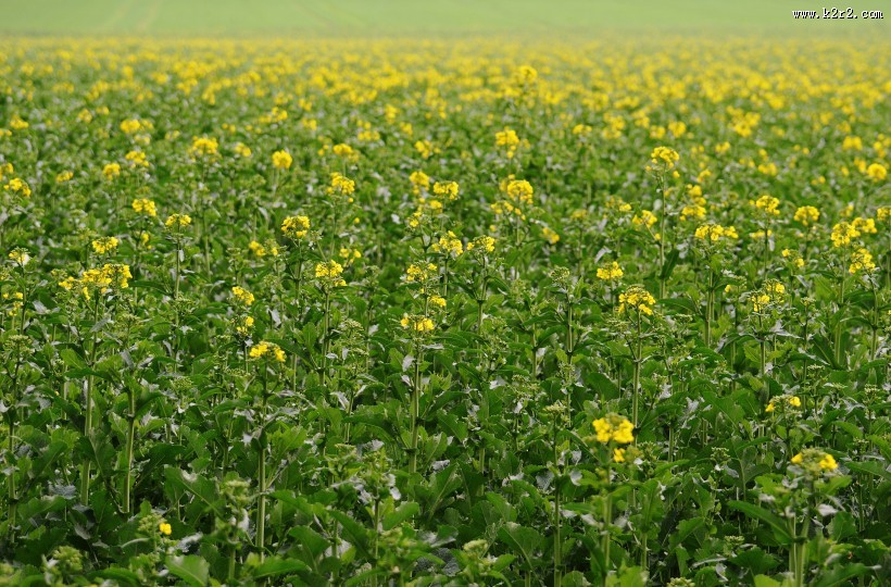 一片金黄色的油菜花田图片