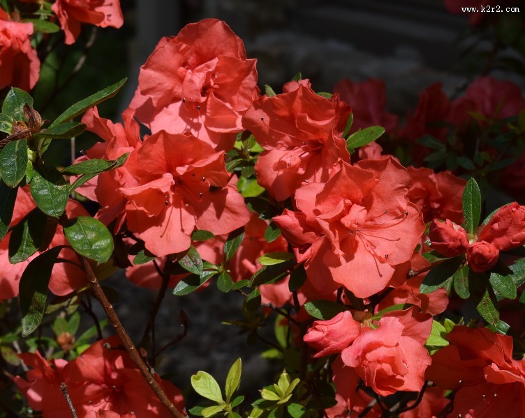 盛开的红色杜鹃花图片