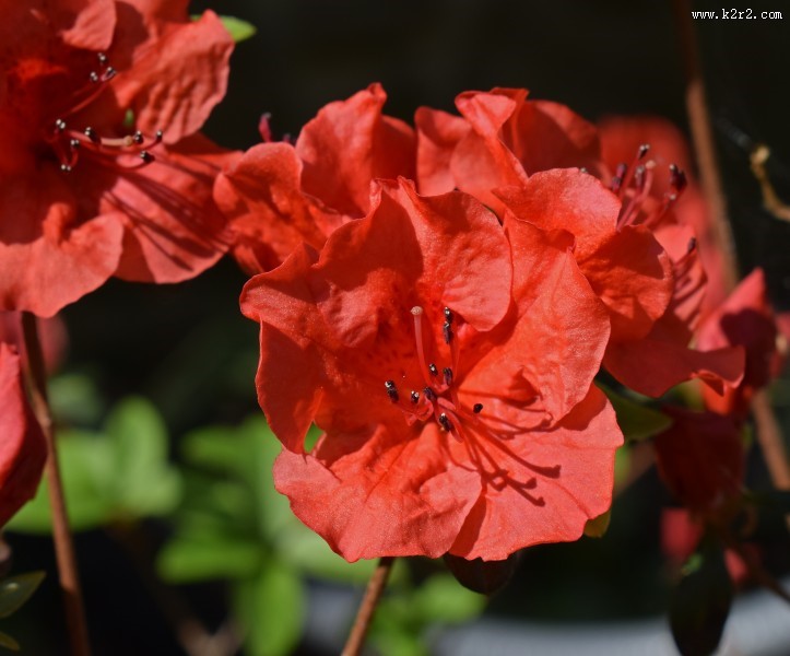 盛开的红色杜鹃花图片