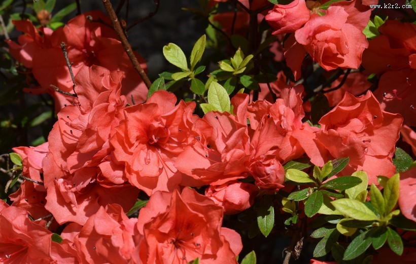 盛开的红色杜鹃花图片