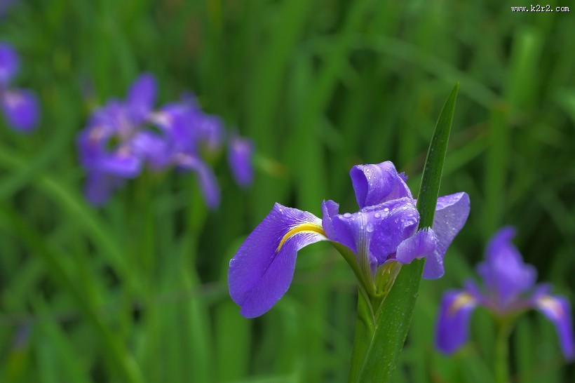 鸢尾花图片