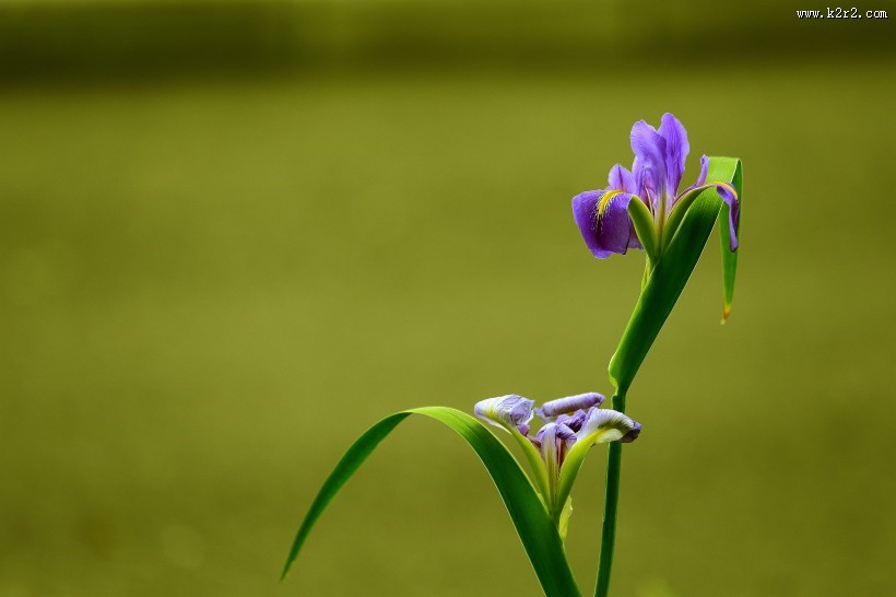 鸢尾花图片