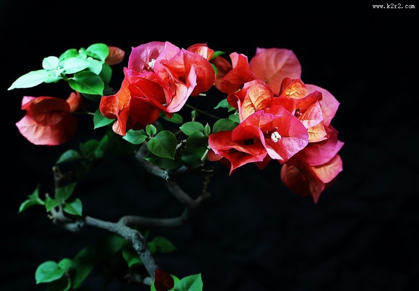 光叶子花三角梅图片