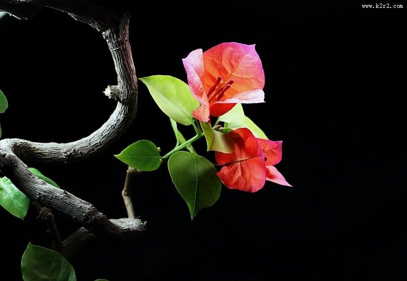 光叶子花三角梅图片