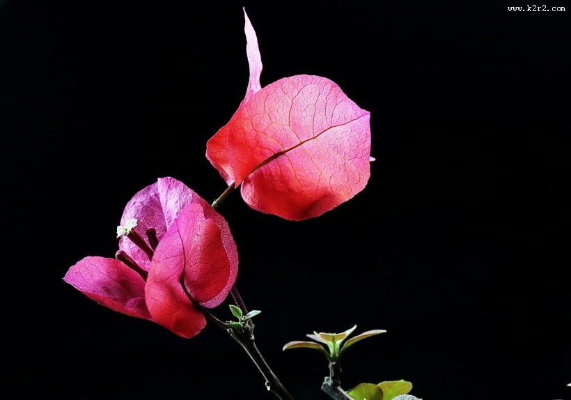 光叶子花三角梅图片