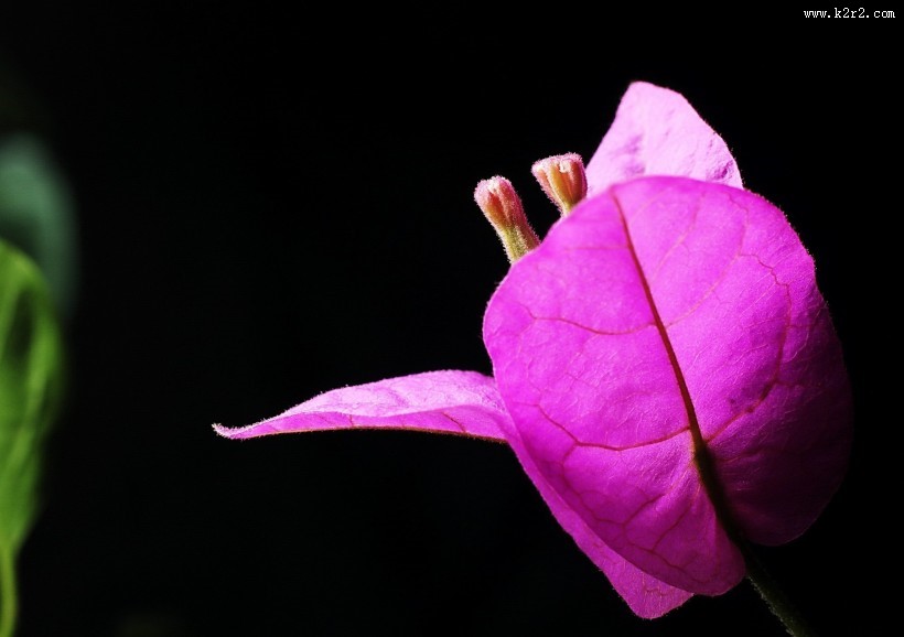 光叶子花三角梅图片