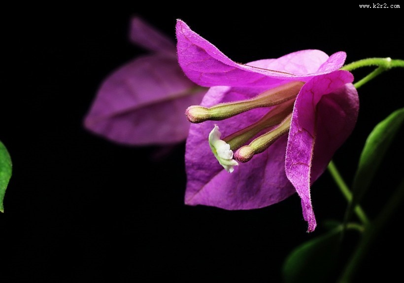 光叶子花三角梅图片