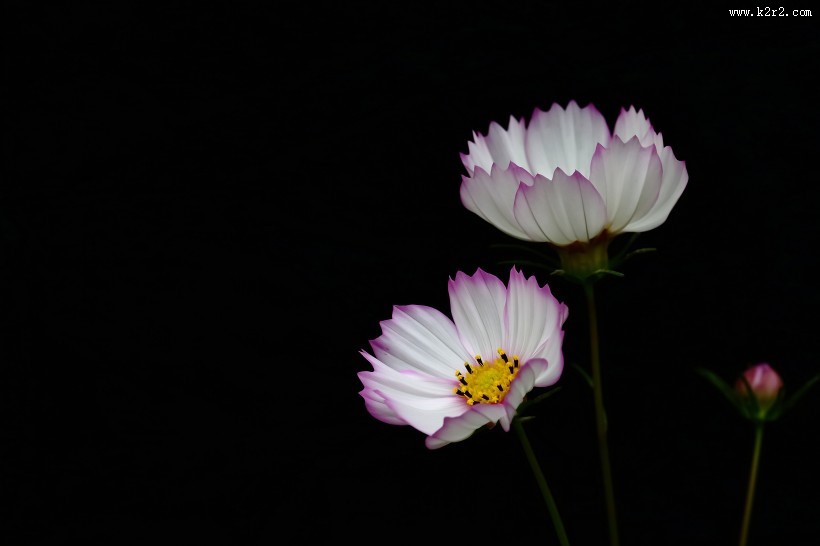 淡雅的格桑花图片大全