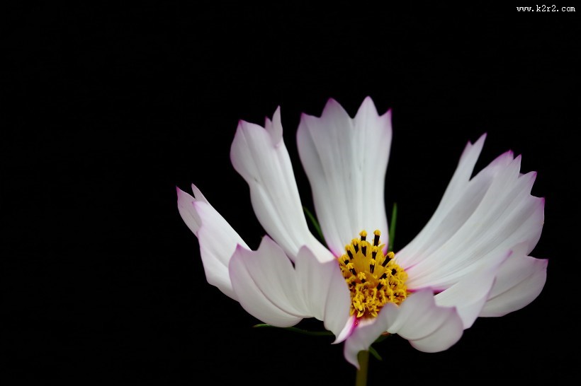 淡雅的格桑花图片大全