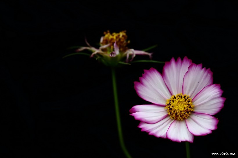 淡雅的格桑花图片大全