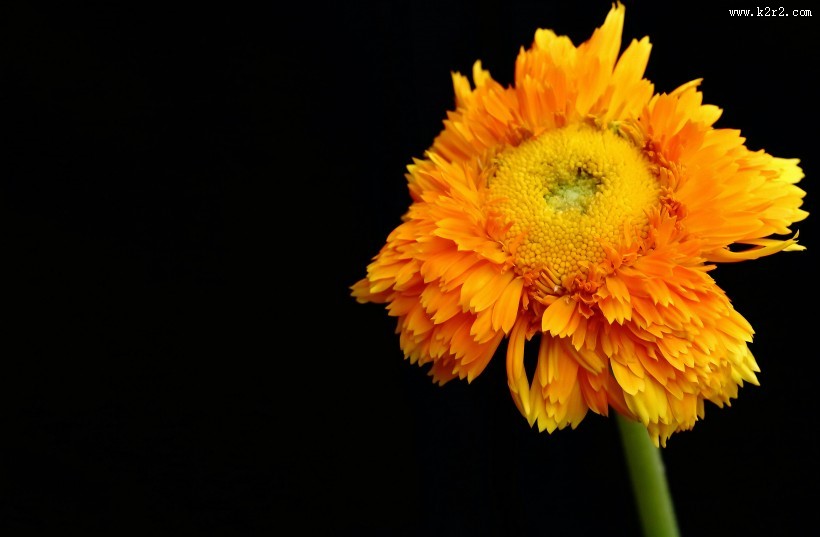 黄色的小菊花图片