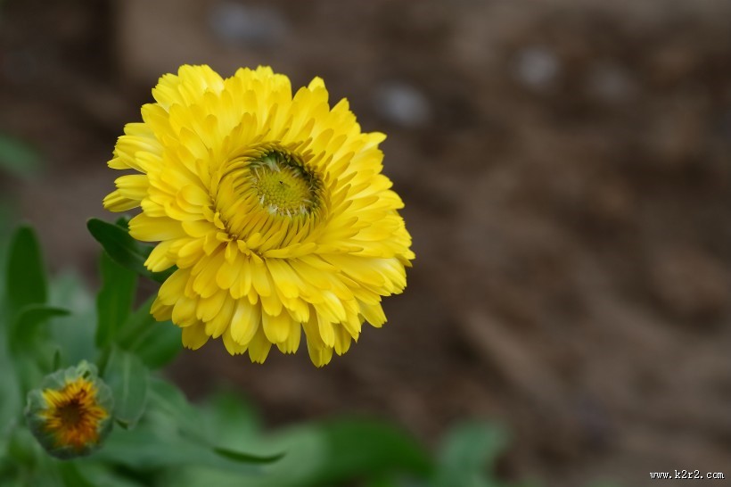 黄色的小菊花图片
