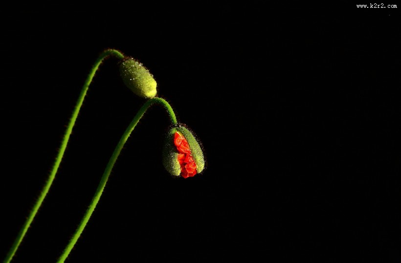 艳丽的虞美人花图片