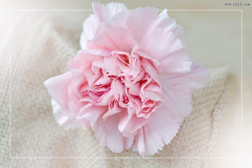 温馨淡雅的康乃馨图片