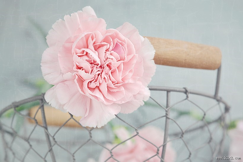 温馨淡雅的康乃馨图片