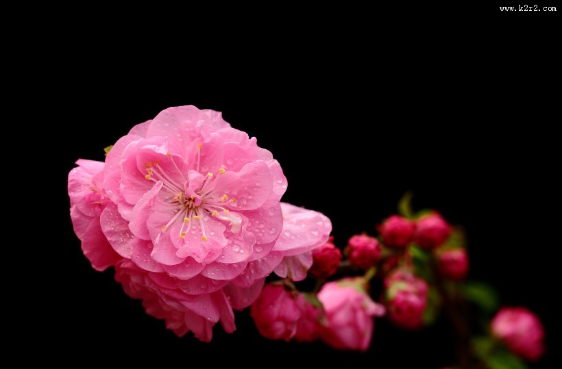 榆叶梅图片大全