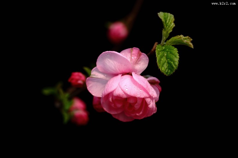 榆叶梅图片大全