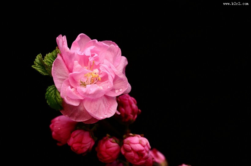 榆叶梅图片大全