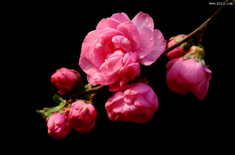 榆叶梅图片大全