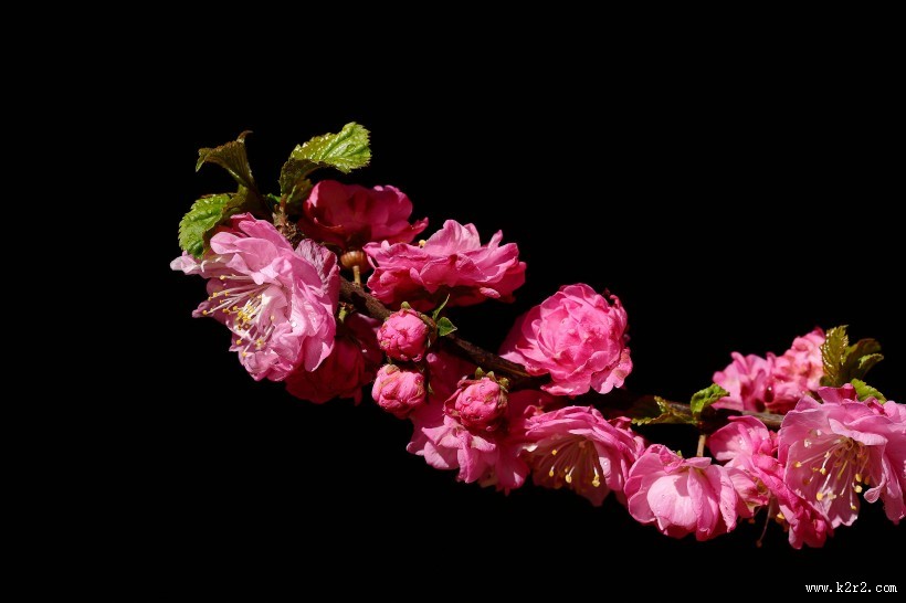 榆叶梅图片大全