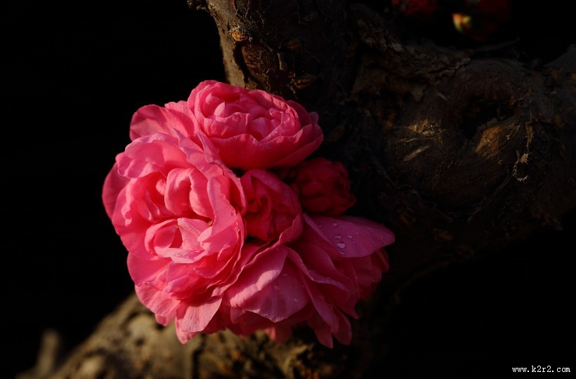 榆叶梅图片大全