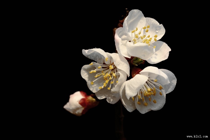 山杏花图片大全