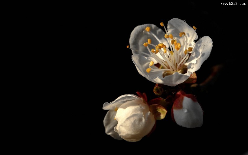 山杏花图片大全