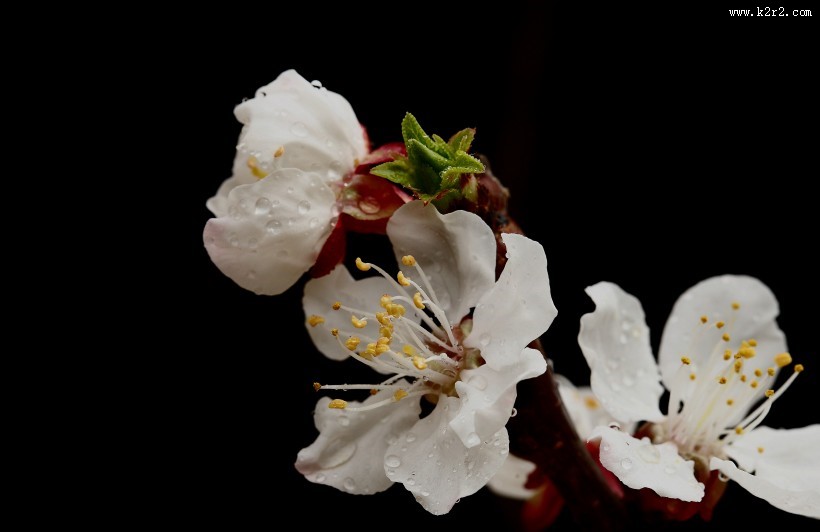 山杏花图片大全