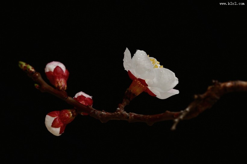 山杏花图片大全