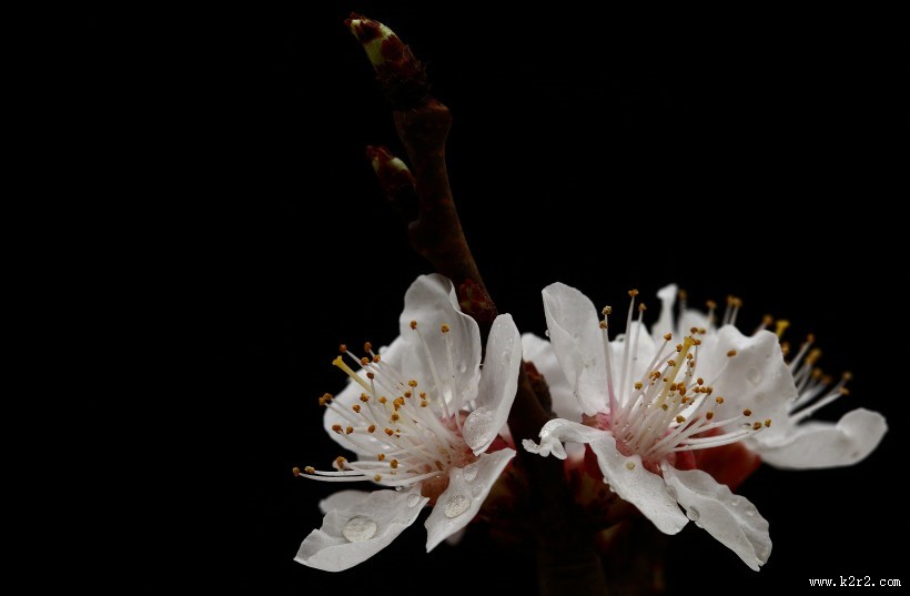 山杏花图片大全