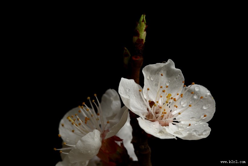 山杏花图片大全