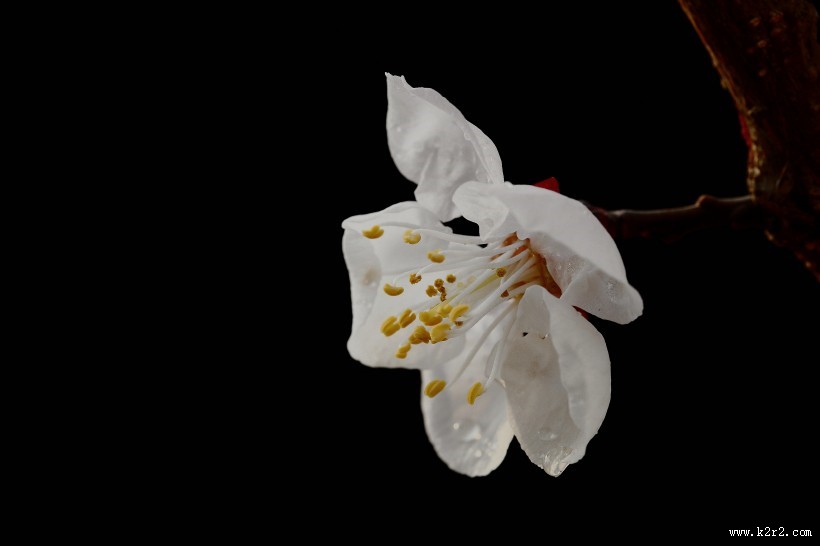 山杏花图片大全