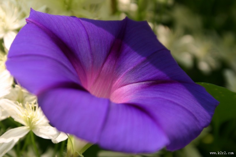 颜色各异的牵牛花图片