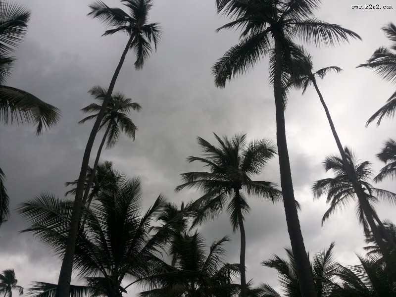 一小片椰树林图片