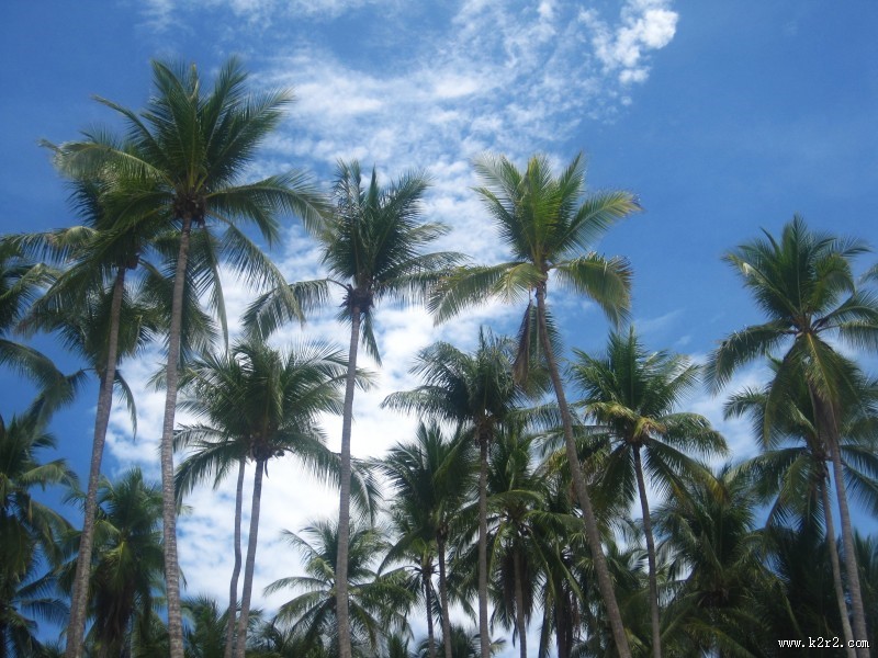 一小片椰树林图片