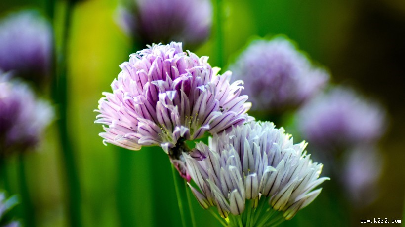 紫色的洋葱花图片大全