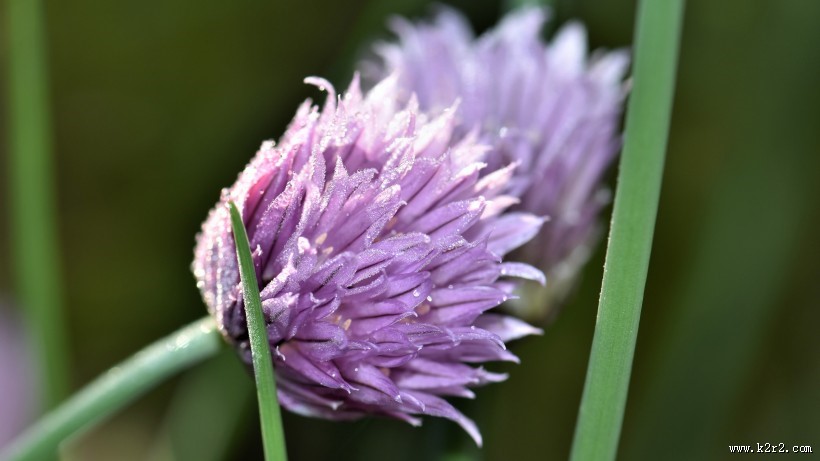 紫色的洋葱花图片大全