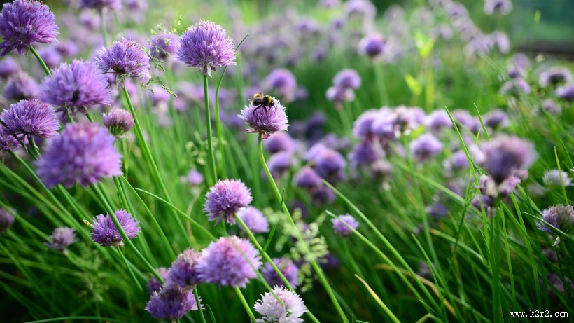 紫色的洋葱花图片大全
