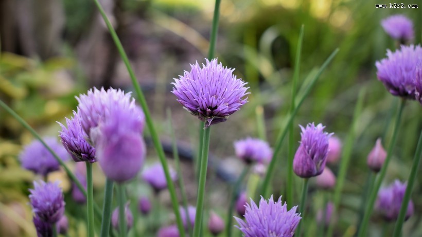 紫色的洋葱花图片大全