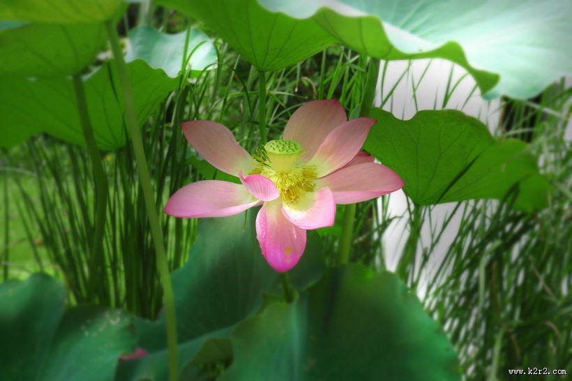 清幽淡雅的荷花图片大全