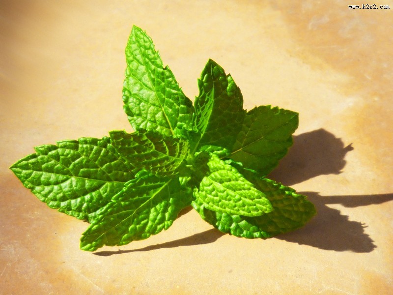 绿色的薄荷叶图片