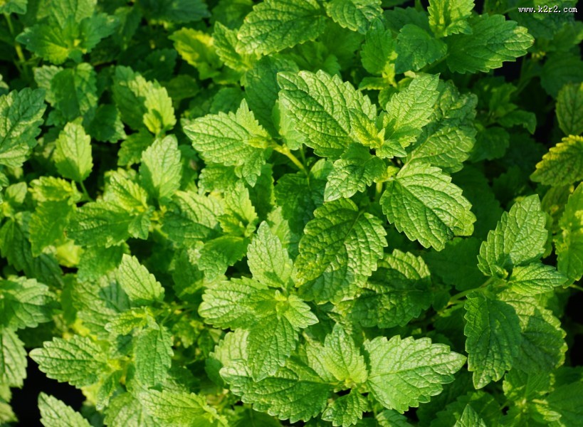 绿色的薄荷叶图片