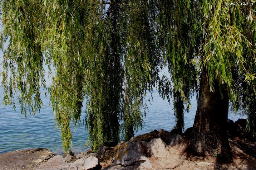 美丽的柳树图片