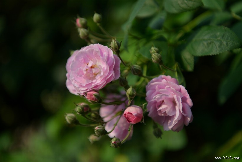 英国国花玫瑰图片