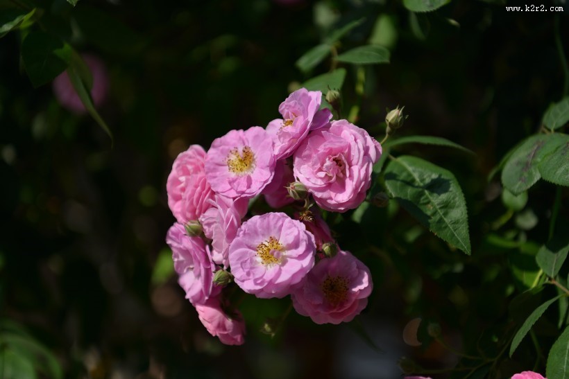 英国国花玫瑰图片