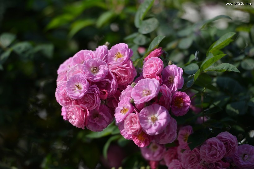 英国国花玫瑰图片